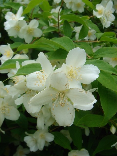 Philadelphus x virginalis 'Albatre' P7 P26